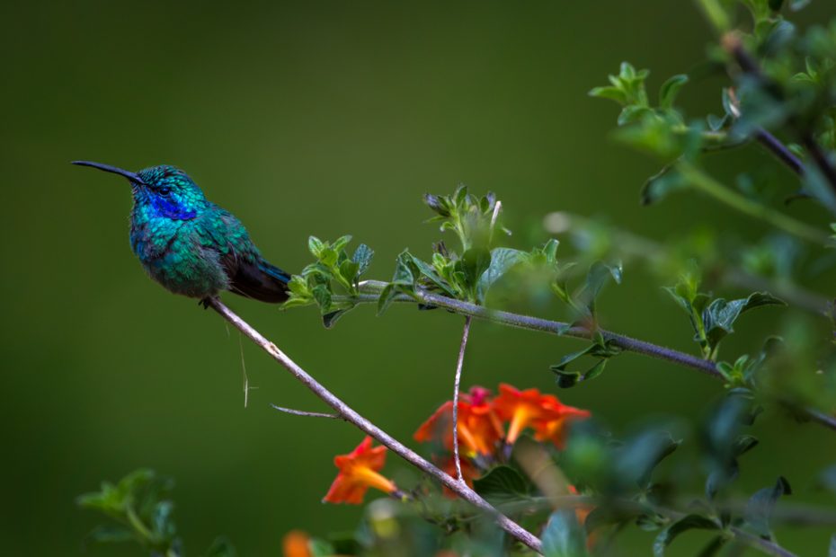 Colibrí oreja violeta