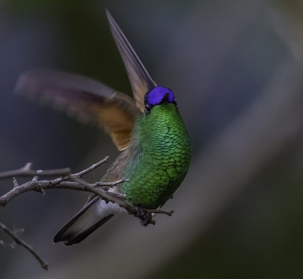 43 Blue-capped Hummingbird-portada