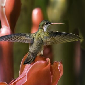 54 Green-fronted Hummingbird-portada