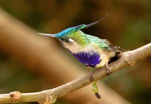 Galeria-hummingbirds