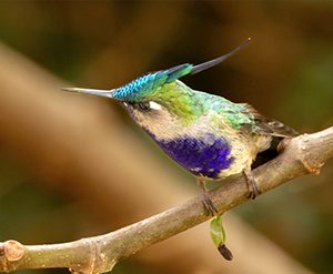 Galeria-hummingbirds