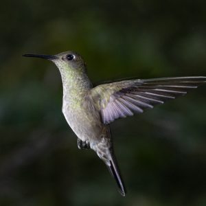 11Sombre Hummingbird-1