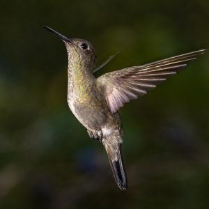 11Sombre Hummingbird-2