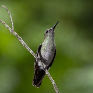 11Sombre Hummingbird