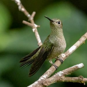 11Sombre Hummingbird-3