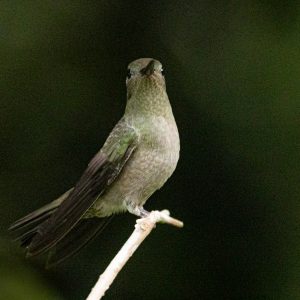 11Sombre Hummingbird-4