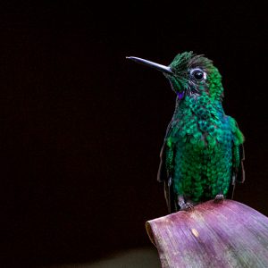 Costa Rica-Green-crowned Brilliant