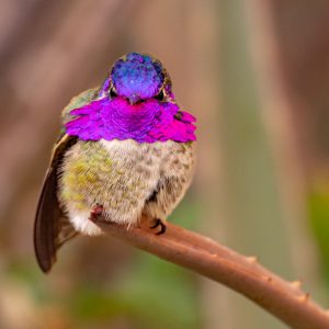 Estados Unidos- Anna_s Hummingbirds
