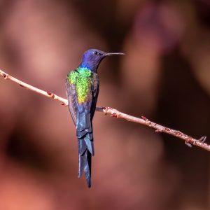 12Swallow-tailed Hummingbird-2