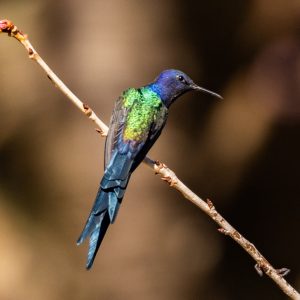12Swallow-tailed Hummingbird-3