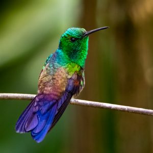 México-Blue-tailed Hummingbird