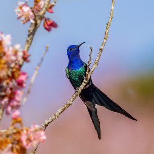 12Swallow-tailed Hummingbird