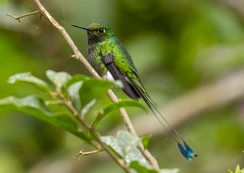 1 Booted Racket-tail