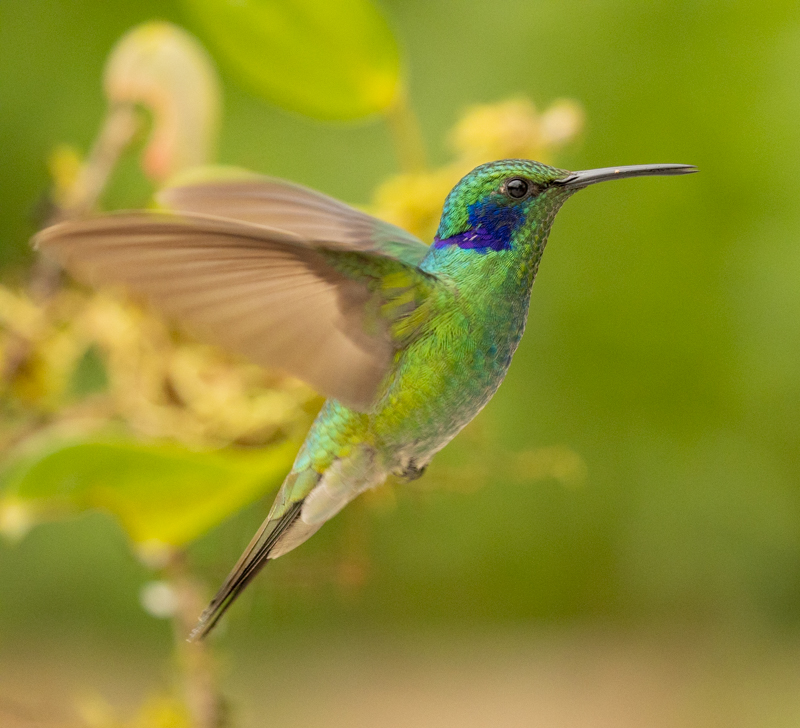 1 Long-tailed Sylph