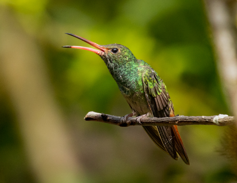 1. Rufous-tailed Hummingbird