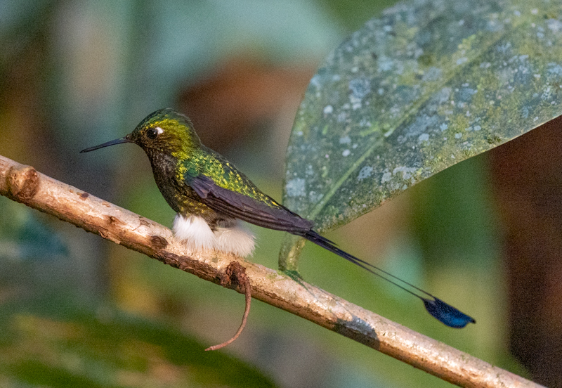 2 Booted Racket-tail