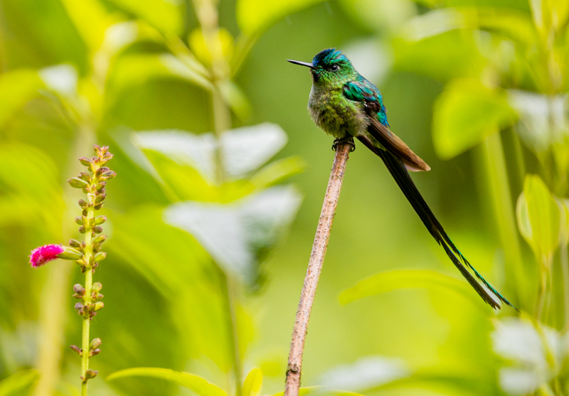 2 Long-tailed Sylph