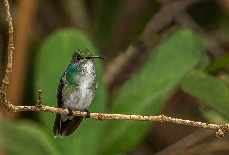 2 Mangrove Hummingbird