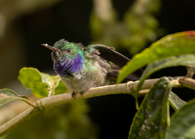 2 Purple-chested Hummingbird