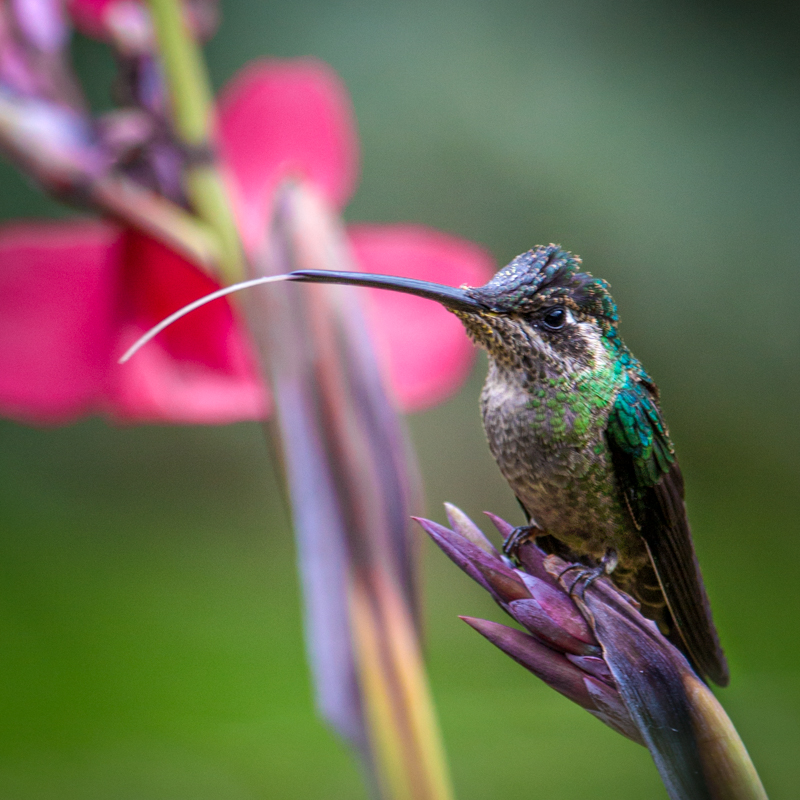 2 Rivoli_s Hummingbird