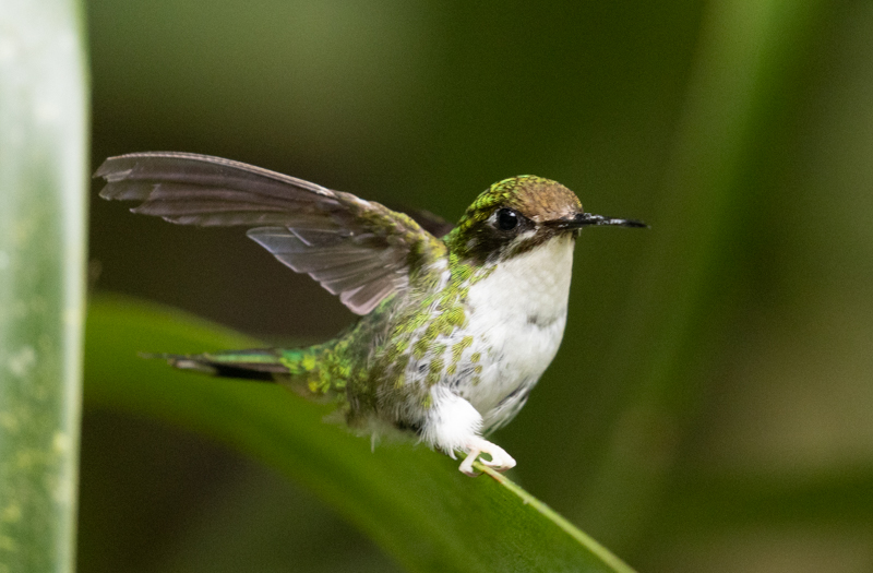 3 Booted Racket-tail