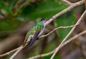3 Mangrove Hummingbird