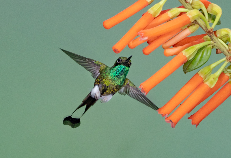 4 Booted Racket-tail