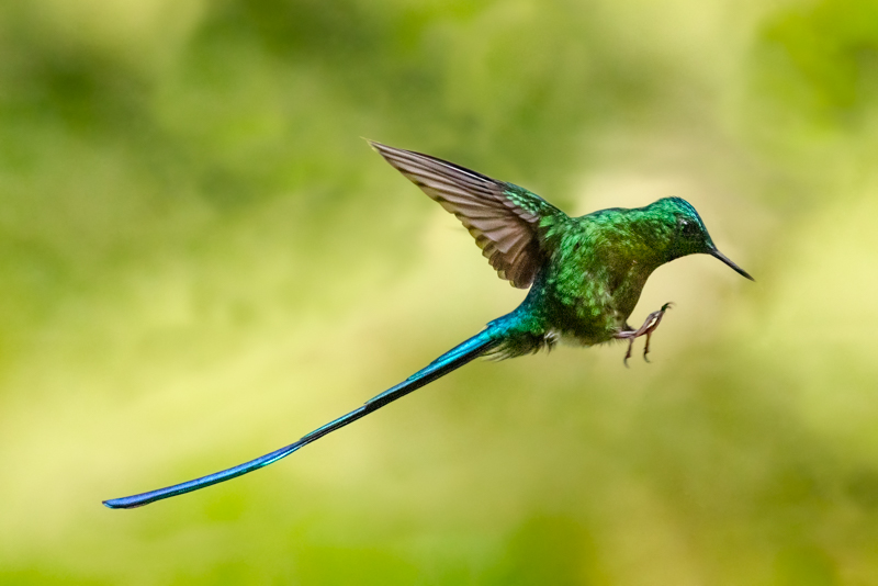 4 Long-tailed Sylph
