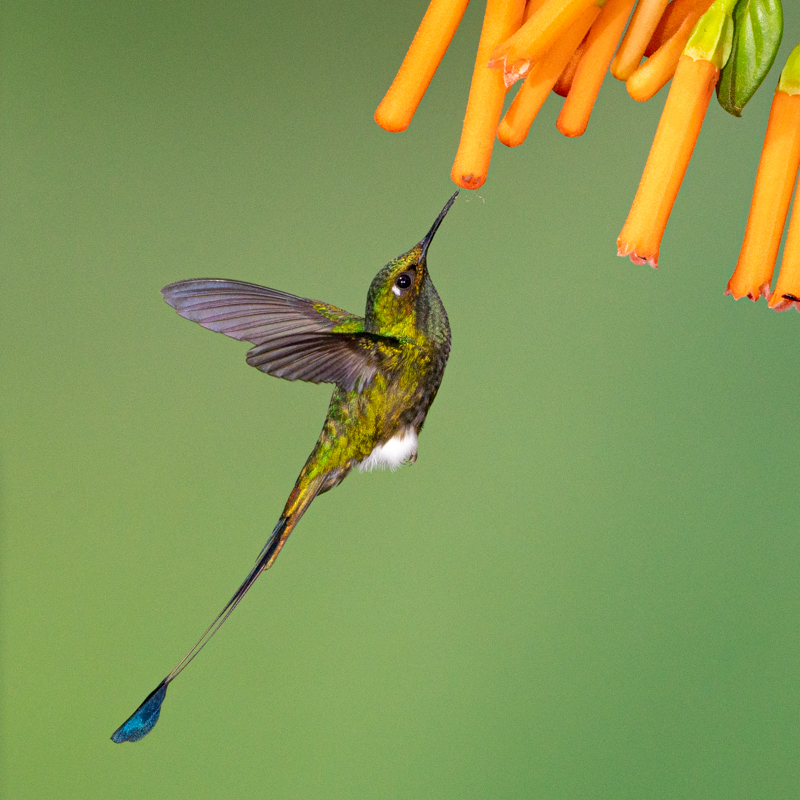 5 Booted Racket-tail