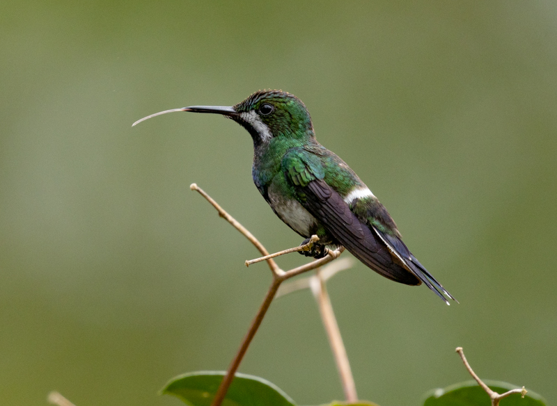 5 Green Thorntail