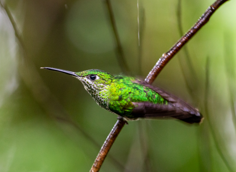 5 Green-crowned Brilliant