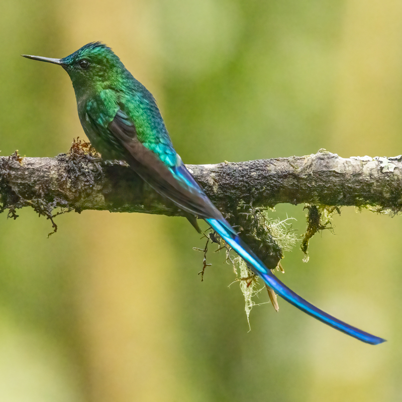 5 Long-tailed Sylph