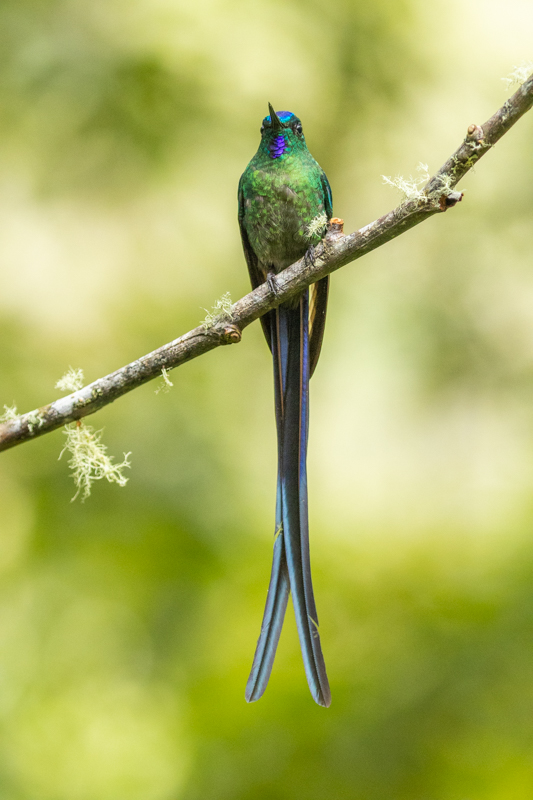 6 Long-tailed Sylph
