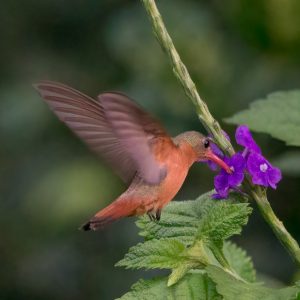 1 Cinnamon Hummingbird