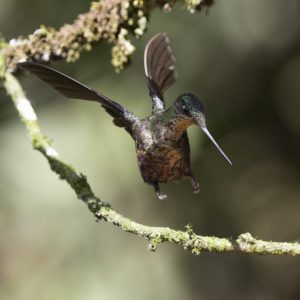 Blue-throated Starfrontlet2