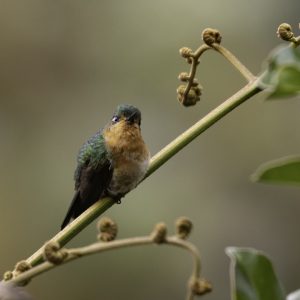 1 Tyrian Metaltail