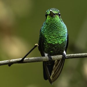 2 Steely-vented Hummingbird