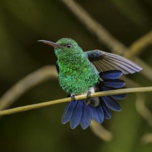3 Steely-vented Hummingbird