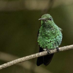 1 Steely-vented Hummingbird