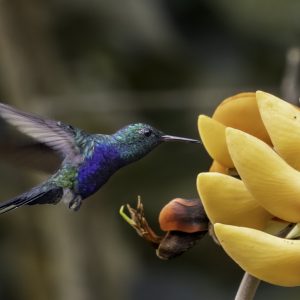 1 Violet-bellied Hummingbird
