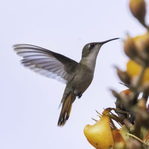 1 Ruby-topaz Hummingbird