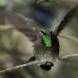 4 Tyrian Metaltail