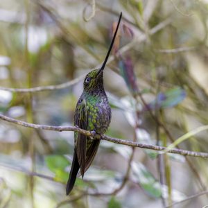 2 Sword-billed Hummingbird