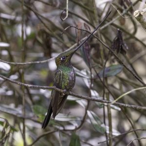 3 Sword-billed Hummingbird