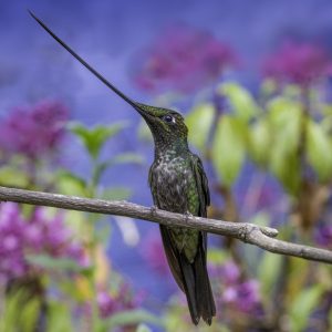 4 Sword-billed Hummingbird