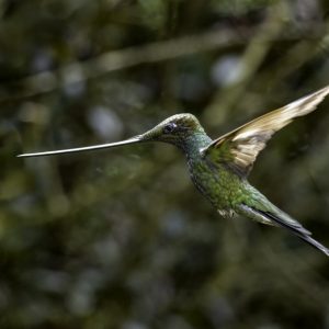 5 Sword-billed Hummingbird