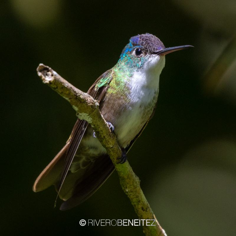 Azure-crowned Hummingbird2