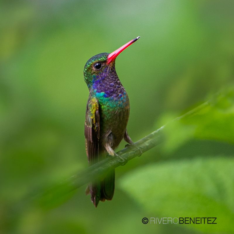 Blue-throated Goldentail