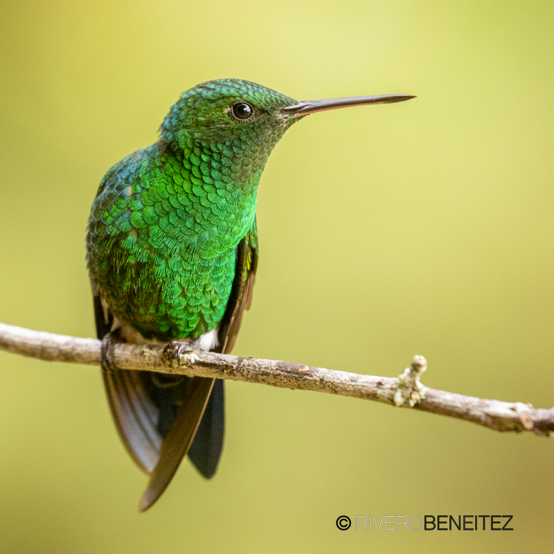 Blue-vented Hummingbird