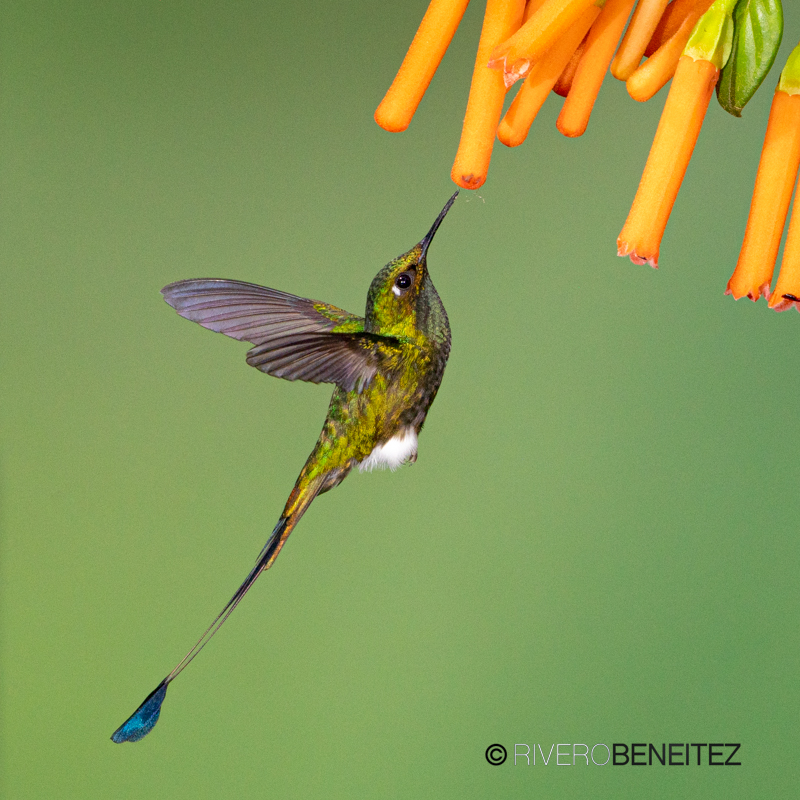 Booted Racket-tail